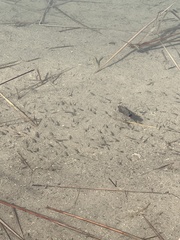 Cyprinodon macularius