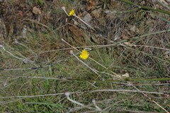 Osteospermum junceum