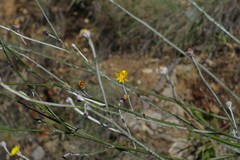 Osteospermum junceum