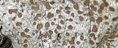 Lecanora kohu