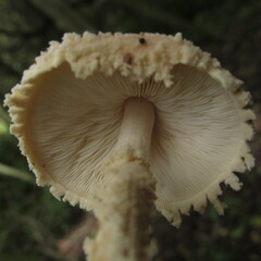 Lepiota jacobi