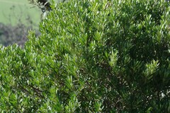 Diospyros dichrophylla