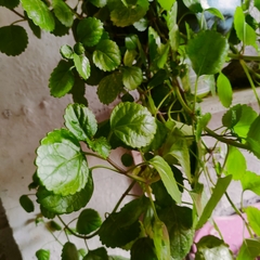 Pilea nummulariifolia