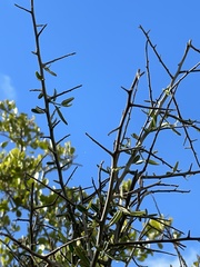 Atamisquea emarginata