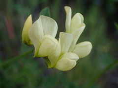 Acmispon grandiflorus