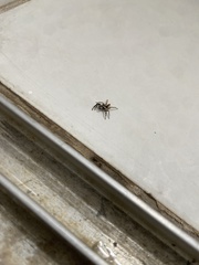 Menemerus bivittatus