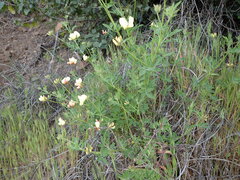 Acmispon grandiflorus