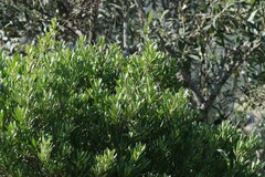 Diospyros dichrophylla