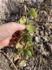 Passiflora arizonica