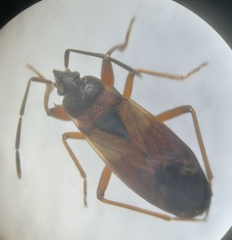 Eremocoris abietis