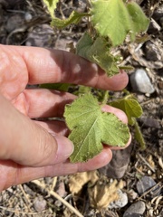 Passiflora arizonica