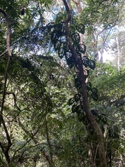 Monstera siltepecana