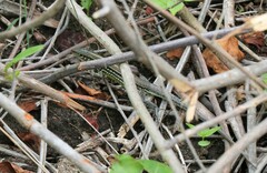 Medopheos edracanthus