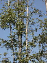 Nothofagus glauca