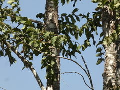 Nothofagus glauca