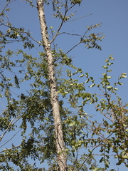 Nothofagus glauca