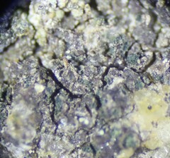 Scoliciosporum umbrinum