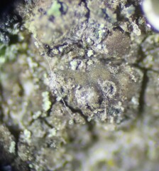Scoliciosporum umbrinum