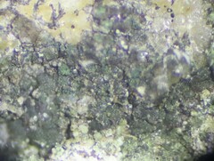 Scoliciosporum umbrinum