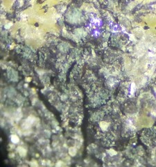 Scoliciosporum umbrinum