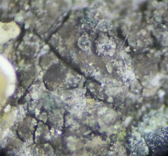 Scoliciosporum umbrinum
