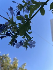 Plumbago