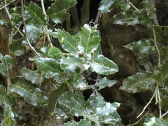 Citronella mucronata