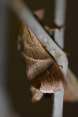 Limacodidae