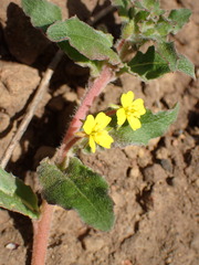 Camissoniopsis