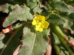Camissoniopsis