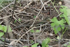 Medopheos edracanthus