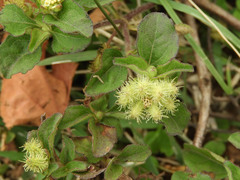 Acanthospermum australe