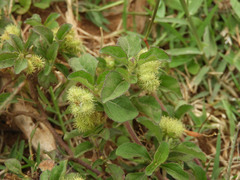 Acanthospermum australe