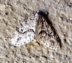 Cladara limitaria