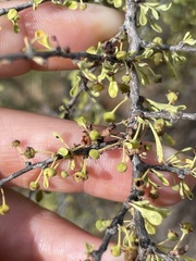 Condalia globosa