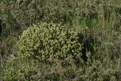Crassula muscosa