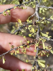 Condalia globosa