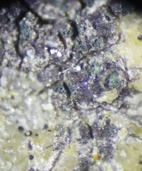 Scoliciosporum umbrinum