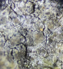 Scoliciosporum umbrinum