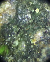 Scoliciosporum umbrinum