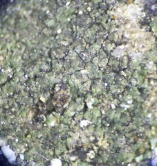 Scoliciosporum umbrinum