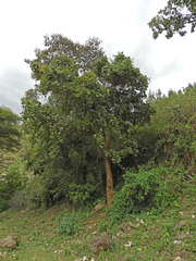 Erythrina abyssinica