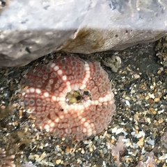 Aulactinia verrucosa