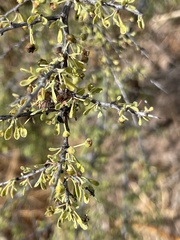 Condalia globosa