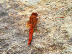 Crocothemis