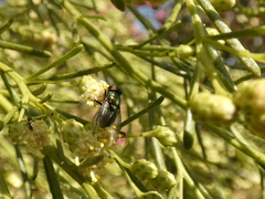 Diptera