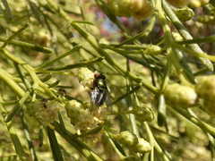 Diptera