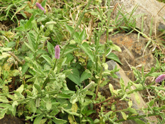 Sphaeranthus ukambensis