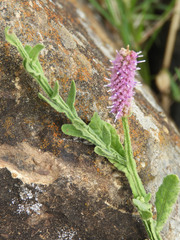Sphaeranthus ukambensis
