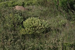 Crassula muscosa
